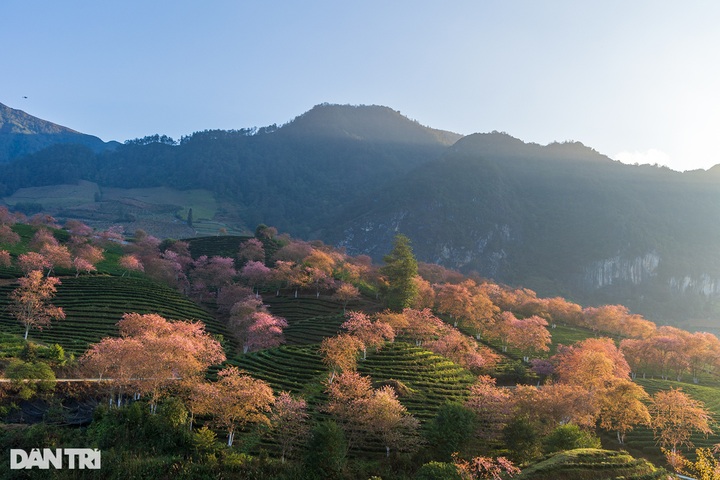 Cherry flowers start blooming in Sapa - 2 Cherry flowers start blooming in Sapa - 2