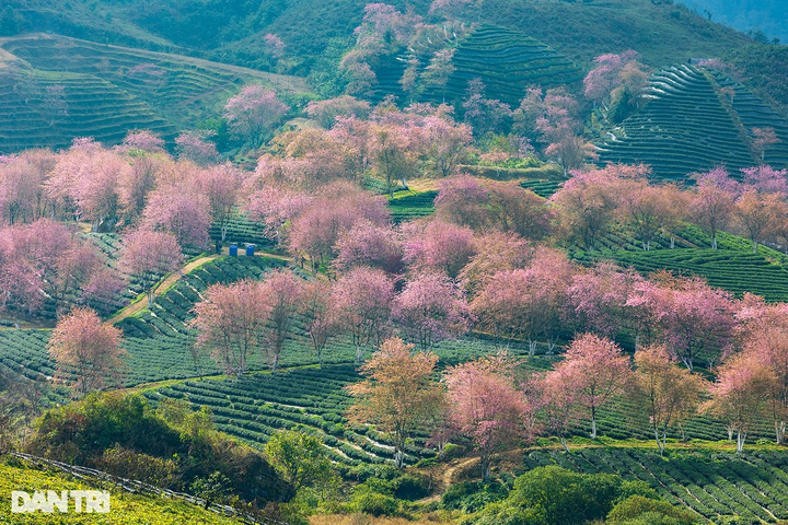 Cherry flowers start blooming in Sapa - 3 Cherry flowers start blooming in Sapa - 3