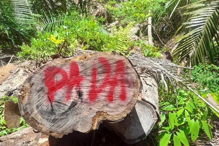 Illegal logging threatens Quang Nam forest - 1 Illegal logging threatens Quang Nam forest - 1