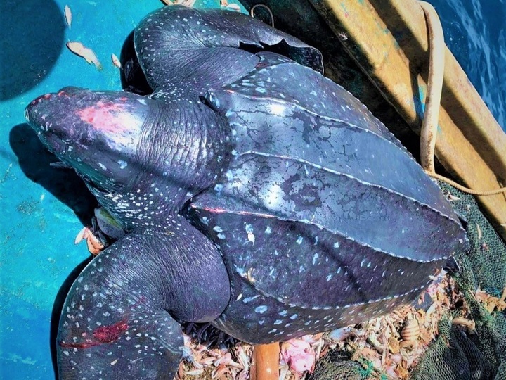 Quang Ngai fishermen release rare turtle - 1