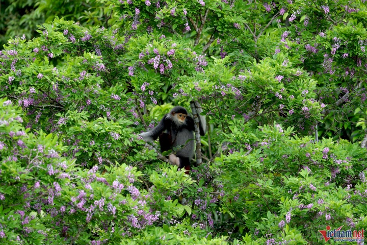 Son Tra Peninsula blooms - 7