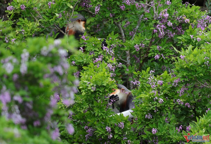 Son Tra Peninsula blooms - 8