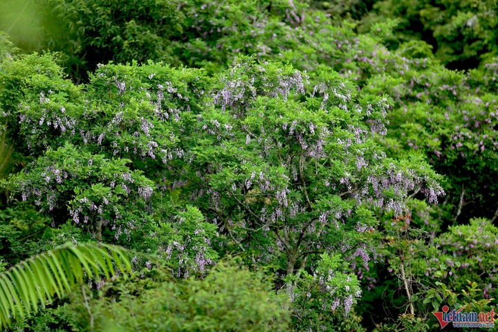 Son Tra Peninsula blooms - 2