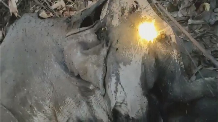 Elephant found dead in Ha Tinh forest - 1