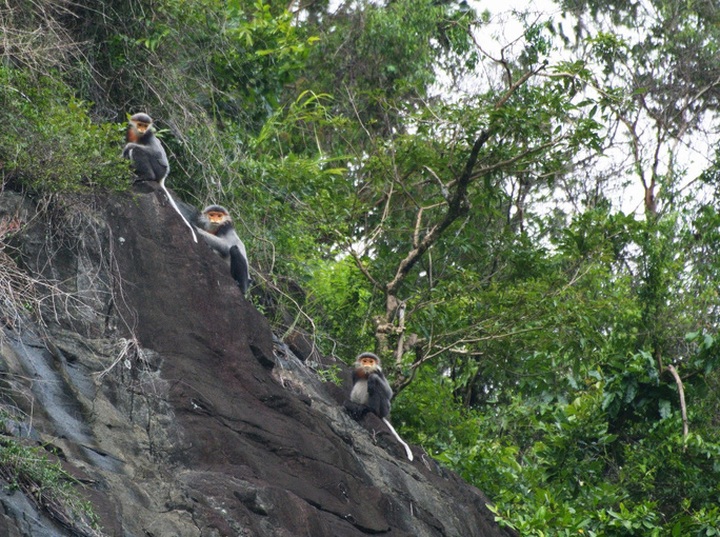 Grey-shanked douc langurs to have larger living area - 1