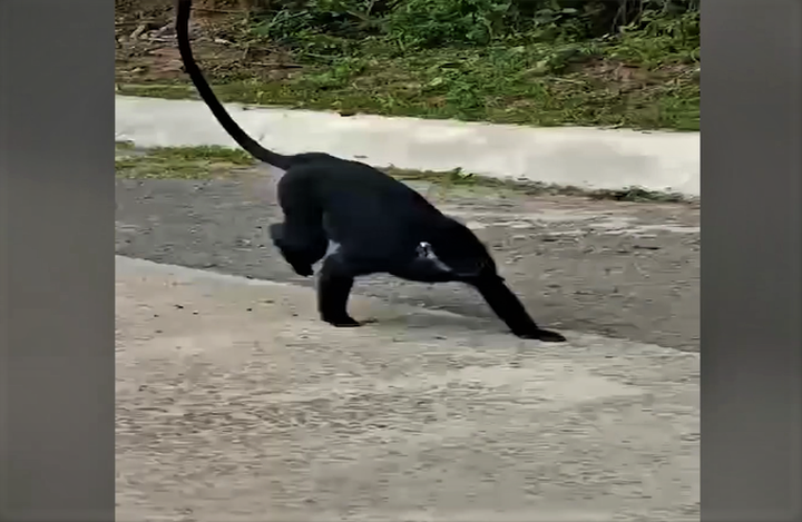 German Shepherd dogs to be used to chase langurs away - 1 German Shepherd dogs to be used to chase langurs away - 1