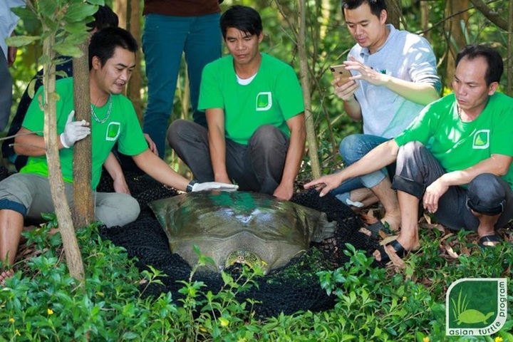 Experts prepare to captively-breed world's rarest turtle - 4