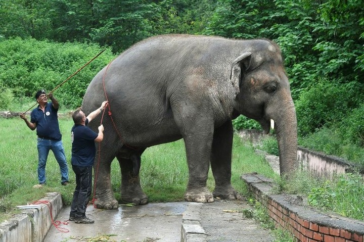 'World's loneliest elephant' lands in Cambodia, greeted by Cher - 1