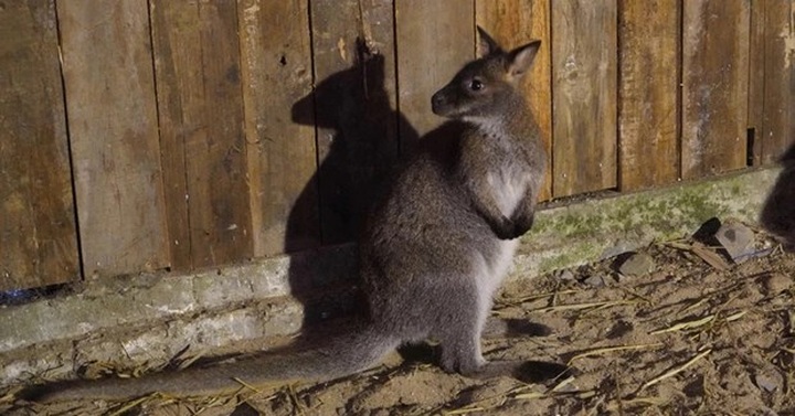 Australian Embassy helps centre with care for suspectedly smuggled wallabies - 1