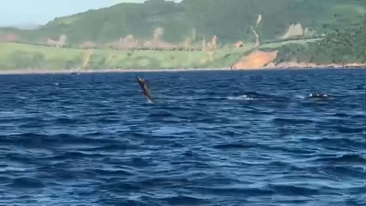 Dolphins spotted near Danang beach - 1