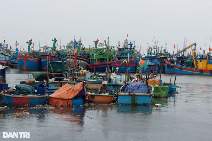 1,200 fishing boats face relocation from Quy Nhon City - 1 1,200 fishing boats face relocation from Quy Nhon City - 1