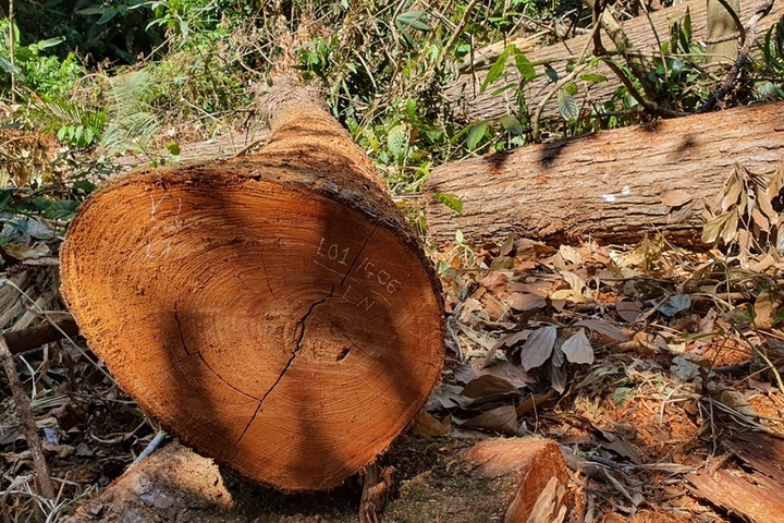 Central Highlands forest destroyed - 4
