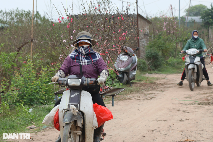 Early peach blossoms on Hanoi streets - 4