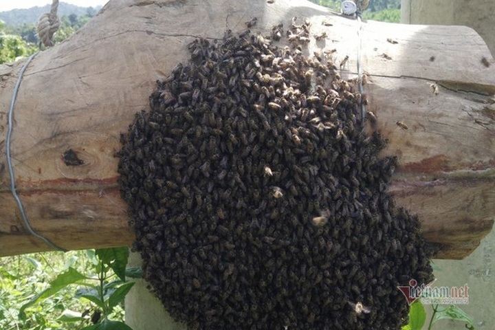 Bee colony collecting season in Ha Tinh - 5