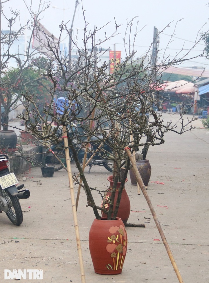 Wild peach, plum branches sold early in Hanoi - 2 Wild peach, plum branches sold early in Hanoi - 2