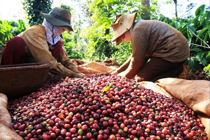 Coffee prices continue to fall - 1