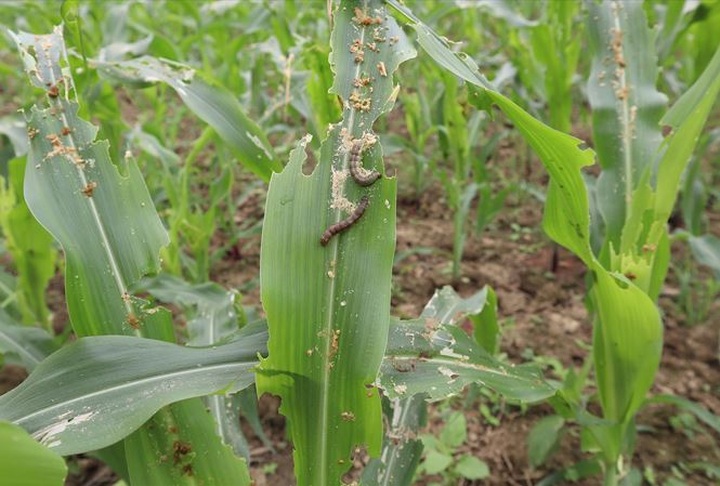 Ministry warns of armyworm spread - 1