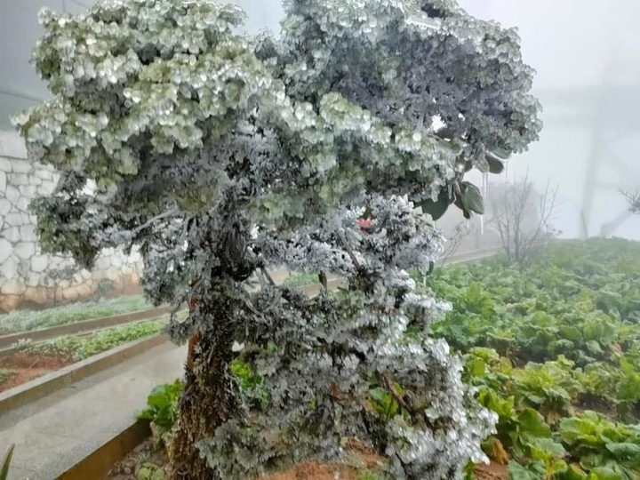 Frost appears on Fansipan Mountain - 10