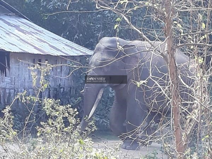 Elephants destroy crops in Dong Nai - 1 Elephants destroy crops in Dong Nai - 1