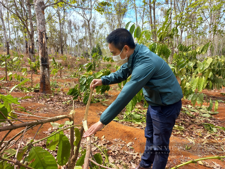 Over 1,000 coffee trees felled down due to land disputes in Gia Lai - 2