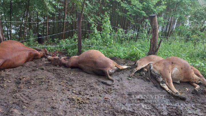 Six cows killed in lightning strike in Son La - 1