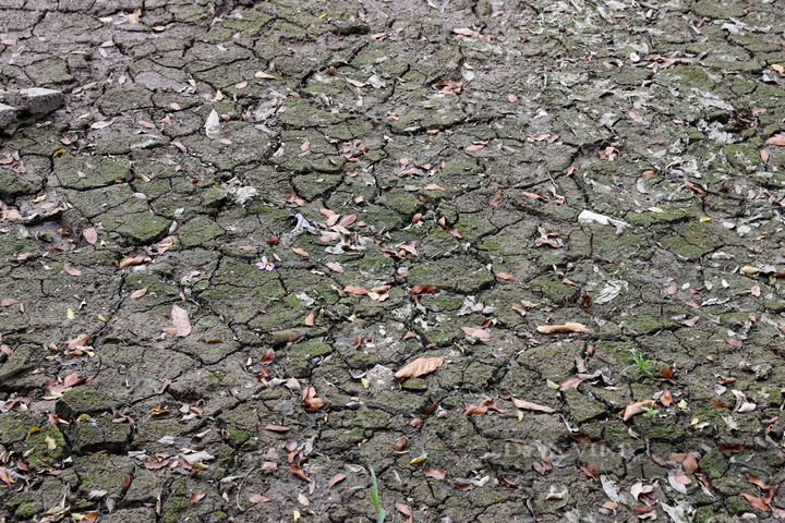 Lake at Hanoi Botanical Gardens dries up - 4