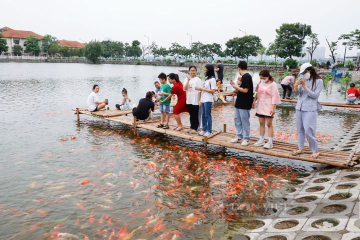 Eight tonnes of Koi fish released into Hanoi lotus pond. - 1