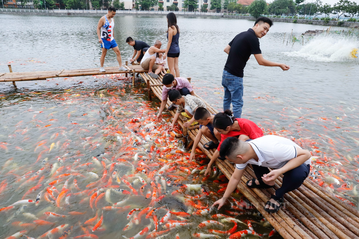 Eight tonnes of Koi fish released into Hanoi lotus pond. - 2