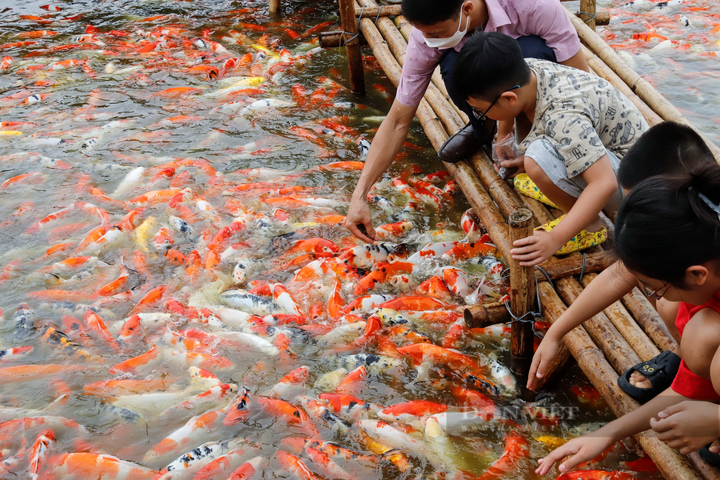 Eight tonnes of Koi fish released into Hanoi lotus pond. - 3