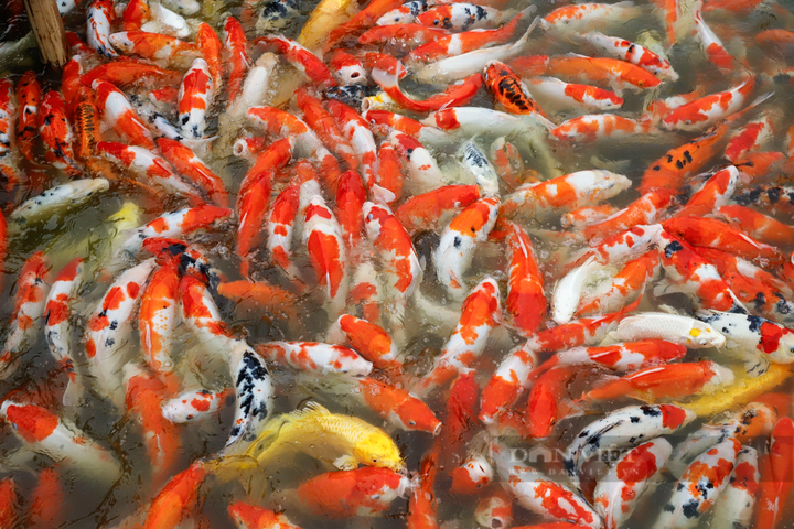 Eight tonnes of Koi fish released into Hanoi lotus pond. - 4