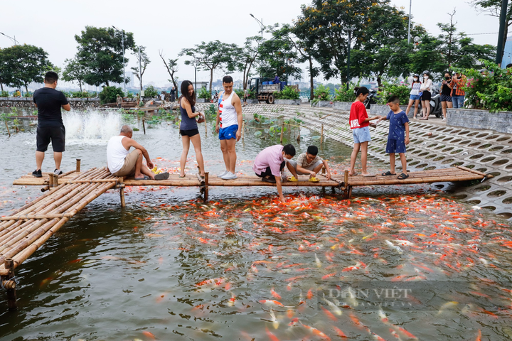 Eight tonnes of Koi fish released into Hanoi lotus pond. - 6
