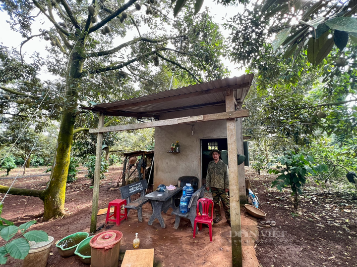 Dak Lak farmers protect durians amid rising prices - 5 Dak Lak farmers protect durians amid rising prices - 5