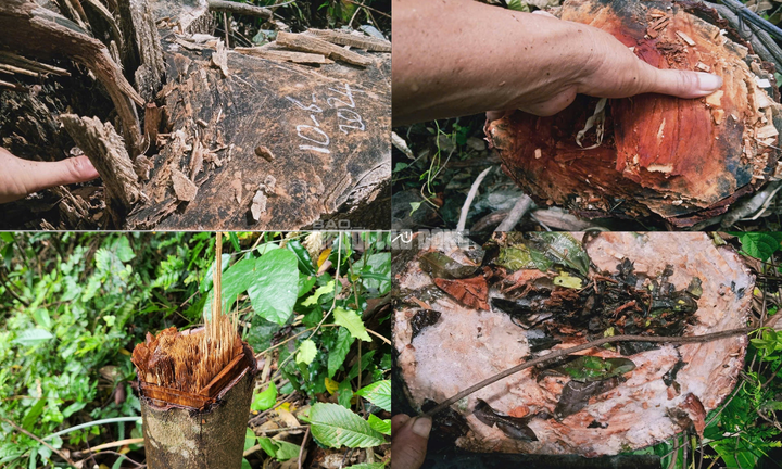 Thanh Hoa forest suffers senseless destruction - 4 Thanh Hoa forest suffers senseless destruction - 4