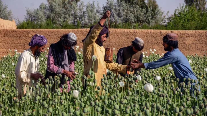 Taliban chief orders ban on poppy cultivation in Afghanistan - 1