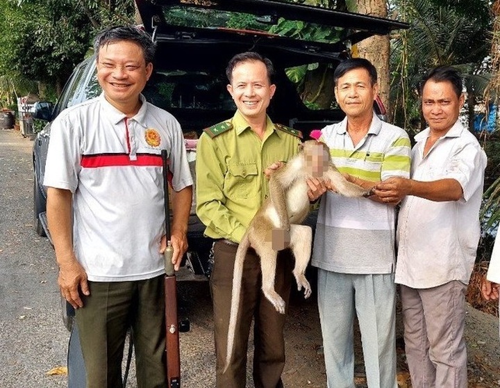 Crab-eating macaque disturbs HCM City residential area - 2