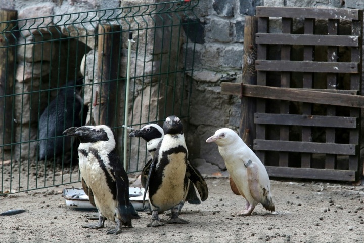 Rare albino penguin makes debut at Polish zoo - 1