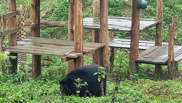 Ninh Binh bear sanctuary attractive to foreign tourists - 1