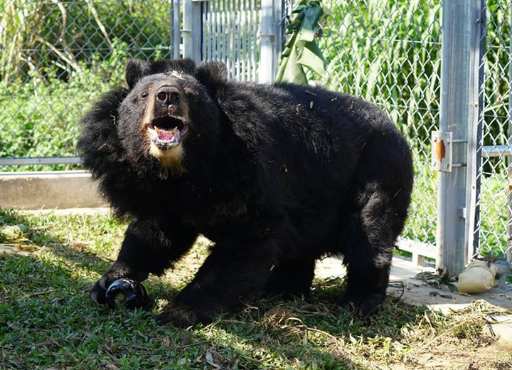 Bear conservation centre in Ninh Binh saves bile bears - 1