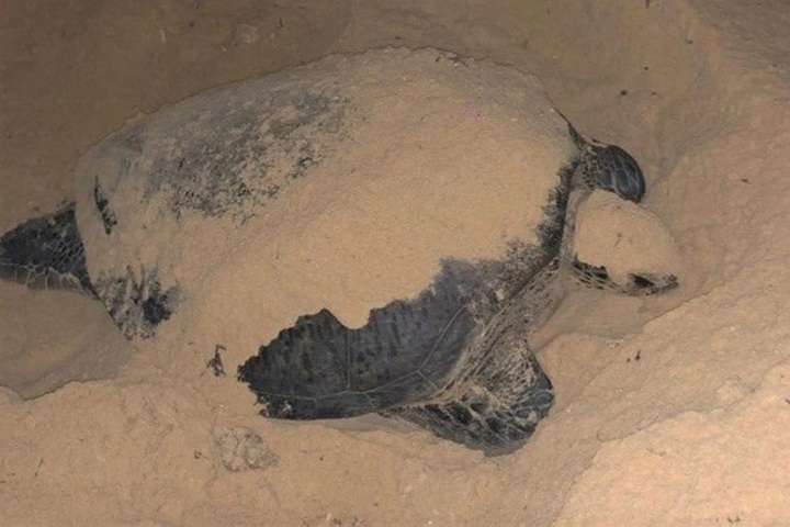 Rare sea turtle lay eggs on Quy Nhon beach - 1 Rare sea turtle lay eggs on Quy Nhon beach - 1