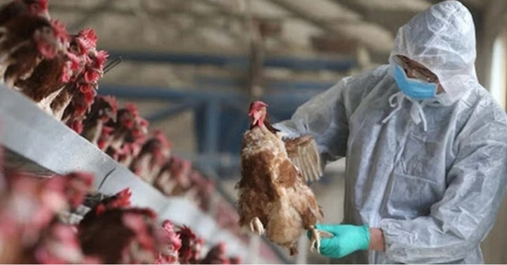 Vietnam detects first human case infected with avian influenza subtype H9 - 1