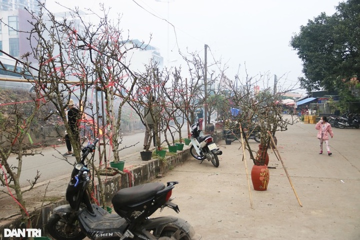 Wild peach, plum branches sold early in Hanoi - 4 Wild peach, plum branches sold early in Hanoi - 4