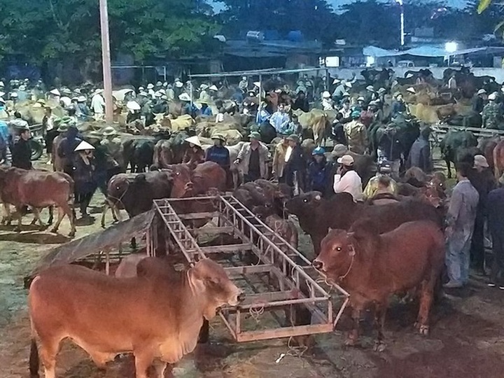 Cattle market busy with year-end session - 2