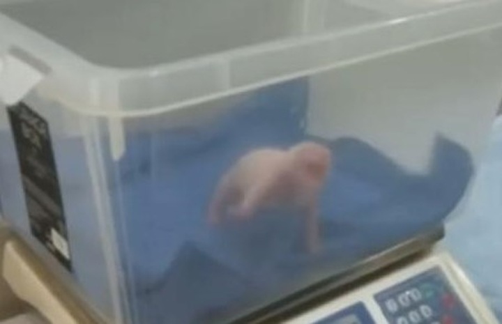 Third giant panda cub born in Malaysia - 1 Third giant panda cub born in Malaysia - 1