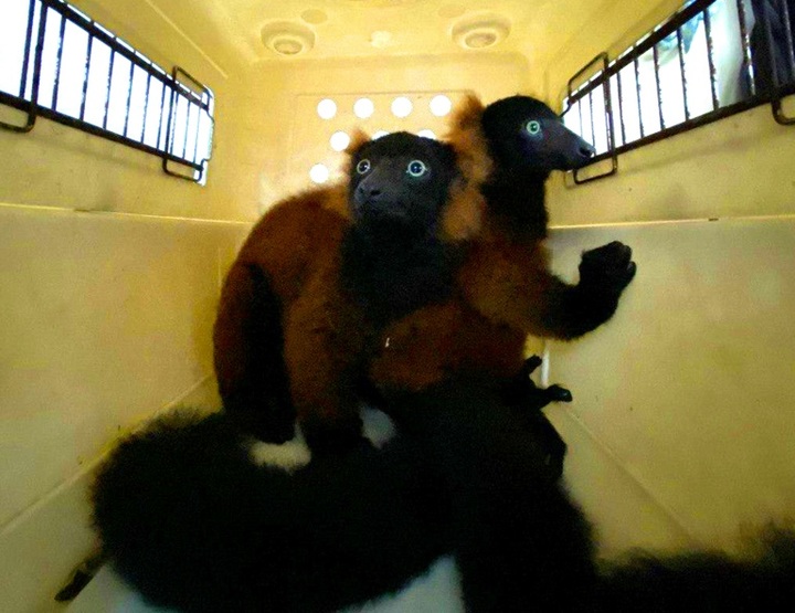 Rare twin red-ruffed lemurs born at Singapore zoo - 1 Rare twin red-ruffed lemurs born at Singapore zoo - 1