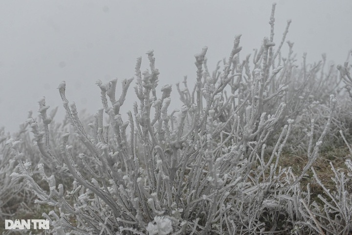 Lang Son mountain covered in frost - 1