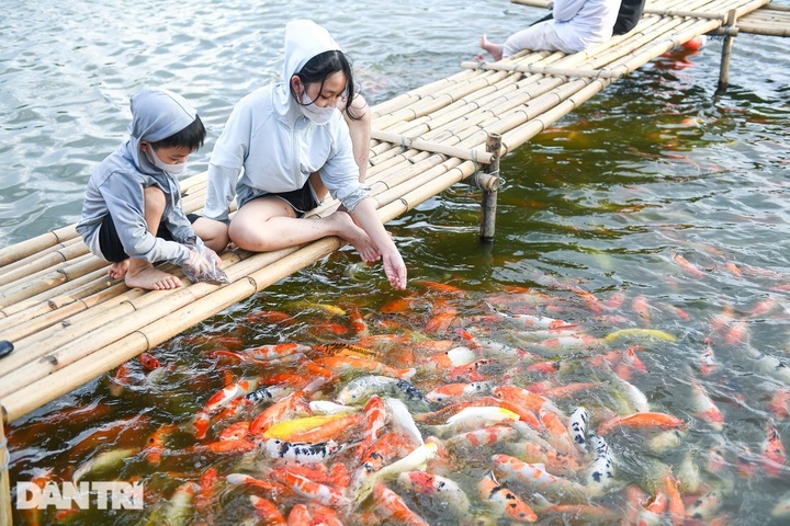 Tonnes of Japanese Koi fish removed from Hanoi pond - 2 Tonnes of Japanese Koi fish removed from Hanoi pond - 2