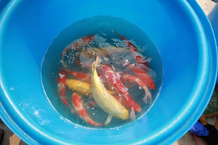 Japanese carp released into Hanoi river and lake - 1 Japanese carp released into Hanoi river and lake - 1