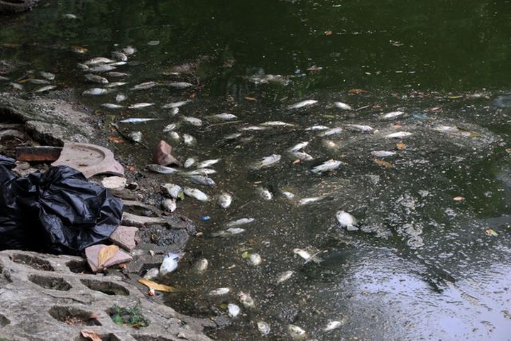 Mass fish deaths in iconic Hanoi lake - 2