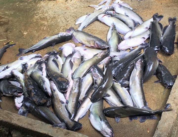 30 tonnes of fish found dead on Da River - 2