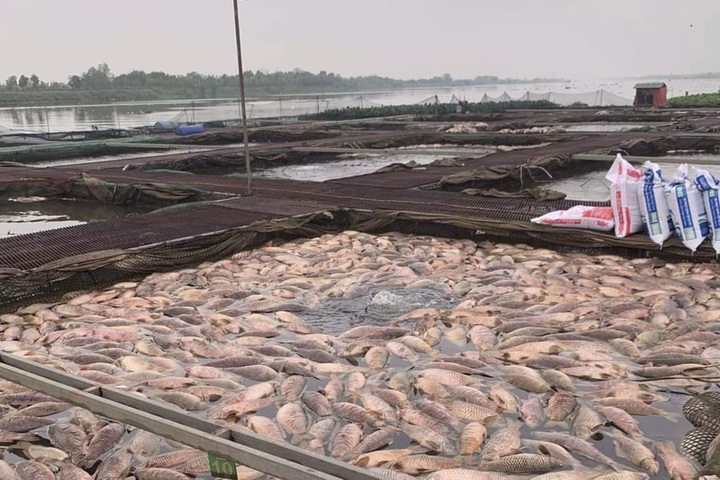 Around 300 tonnes of fish in Hai Duong die - 1 Around 300 tonnes of fish in Hai Duong die - 1